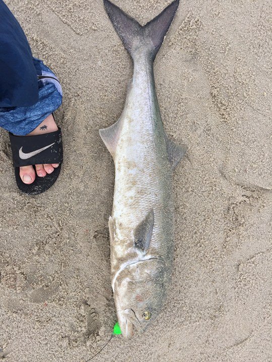 lewes, delaware, sussex county, bluefish, green mullet rig, diamond state custom tackle,