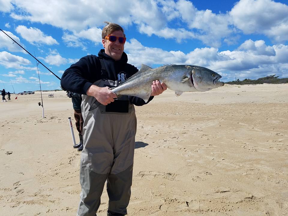 bluefish, yellow eyed devil, gator bluefish, delaware, sussex coutny,3rs, delaware seashore state park,