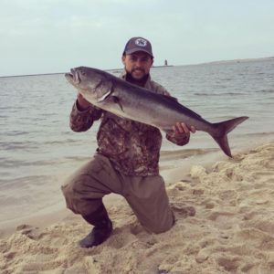 bluefish, gator bluefish, yellow eyed devil, delaware, sussex county,