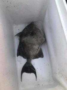 triggerfish, indian river inlet, delaware, sussex county,