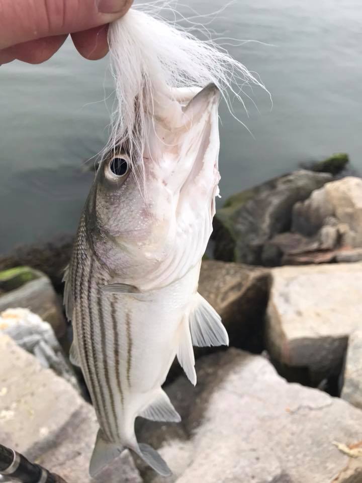 indian river inlet, short striped bass, delaware, sussex county, rockfish,