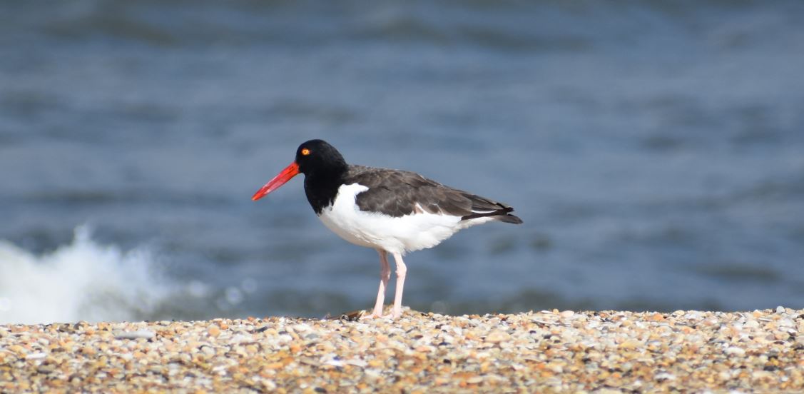 american oyster catcher, lewes, delaware, sussex county, migratory birds, bird watching, cape henlopen state park, cape may lewes ferry, outer wall, inner wall, harbor of refuge light, lighthouse