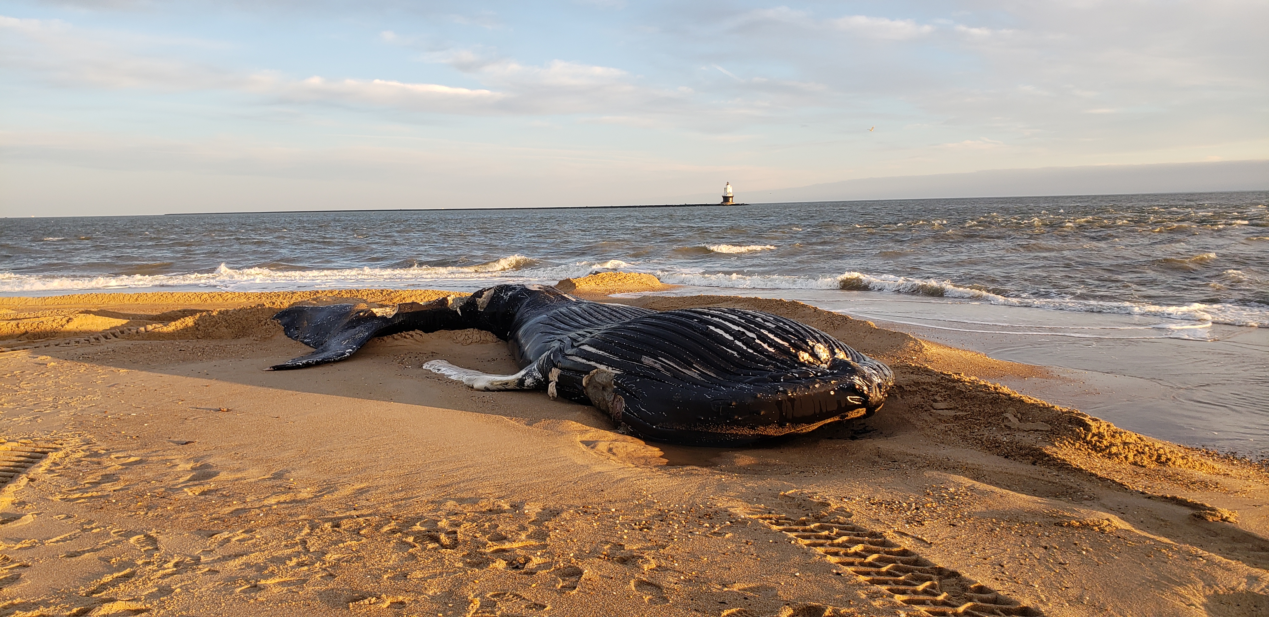 Humpback Whale Washes Up On The Point In Cape Henlopen State Park 