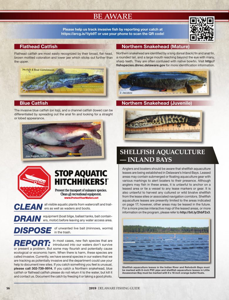 DNREC, 2019 Delaware Fishing Guide, Delaware Department of Natural Resources and Environmental Control, new castle county, kent county, sussex county, creel limits, regulations, state fishing records,