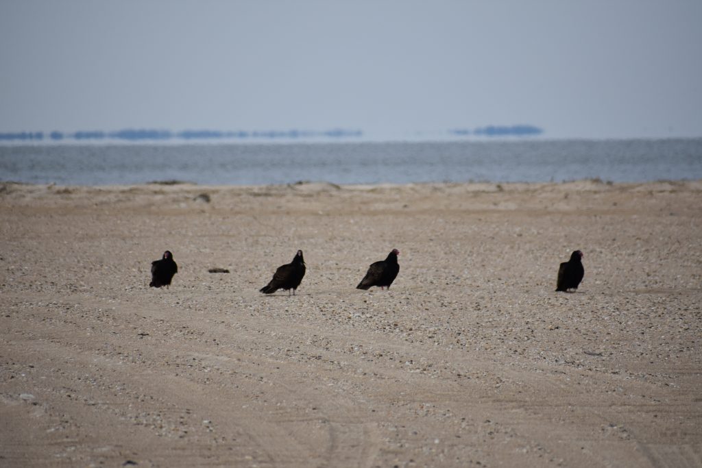 blubber on the beach, beach scavengers, foxes, racoons, vultures, turkey buzzards, sea gulls, buried whale carcass, humpback whale, cape henlopen state park, delaware, sussex county, merr, the point