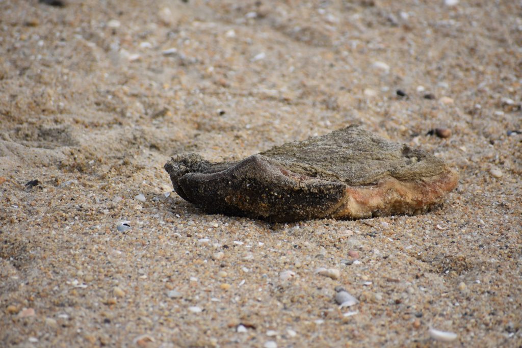 blubber on the beach, beach scavengers, foxes, racoons, vultures, turkey buzzards, sea gulls, buried whale carcass, humpback whale, cape henlopen state park, delaware, sussex county, merr, the point