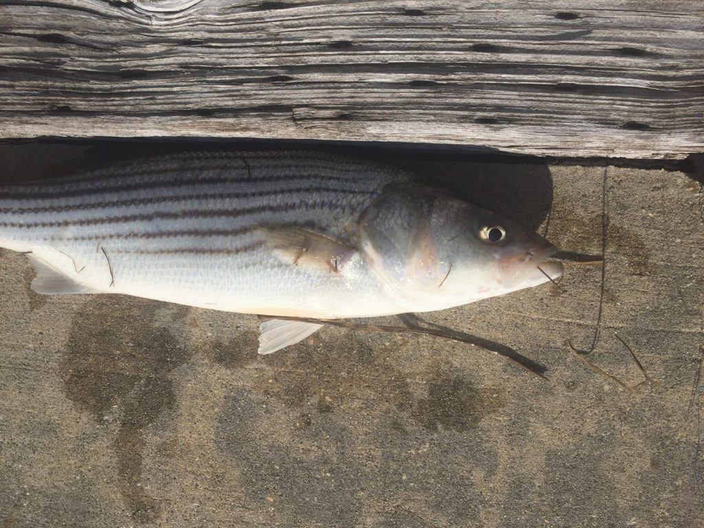 striped bass, resident bass, short bass, grass shrimp, tidal creek fishing, delaware, sussex county
