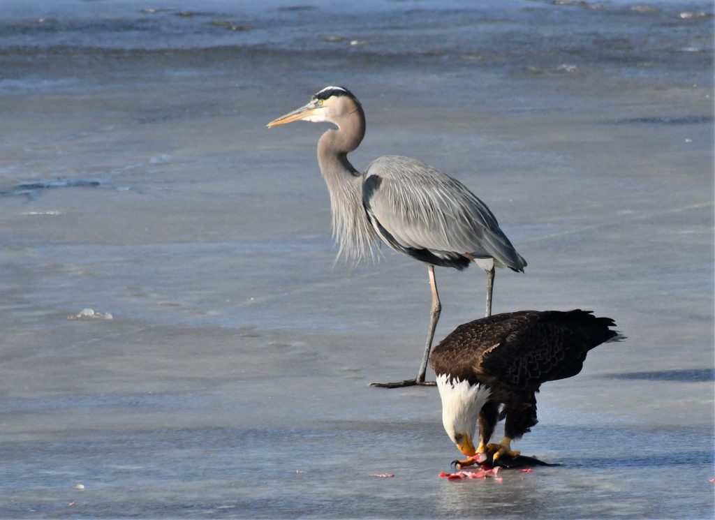 bombay hook national wildlife area, blad eagle, blue heron, ice fishing n delaware, birds of prey, fighting over food, raptor, american bald eagle, delaware, kent county, sussex county, birds of a feather, food competition can be fierce
