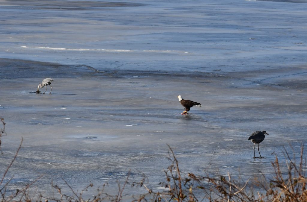 bombay hook national wildlife area, blad eagle, blue heron, ice fishing n delaware, birds of prey, fighting over food, raptor, american bald eagle, delaware, kent county, sussex county, birds of a feather, food competition can be fierce