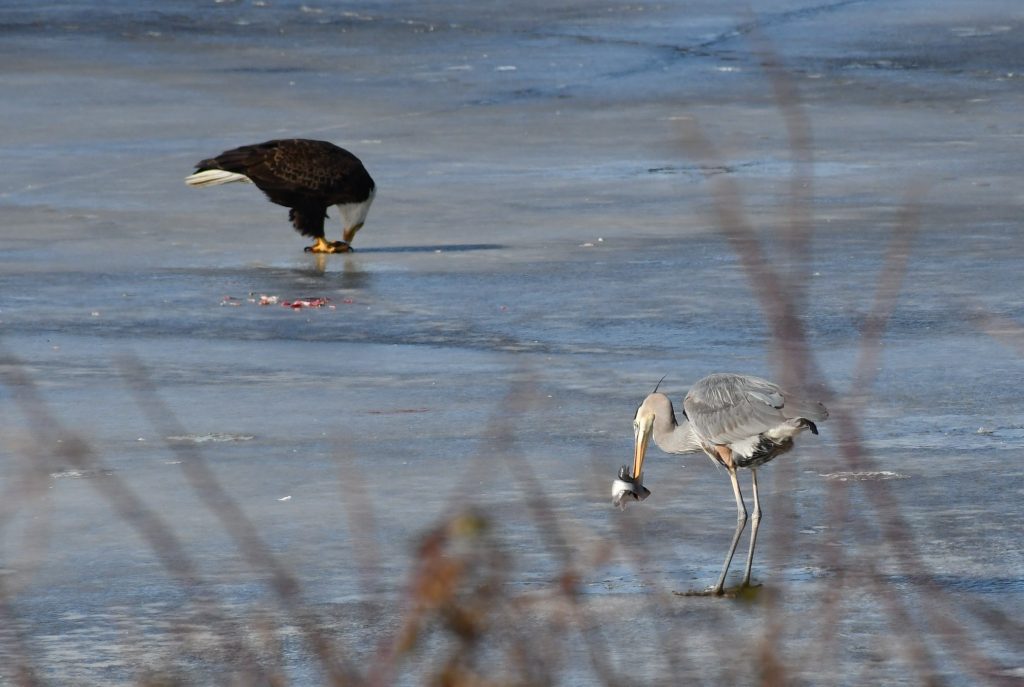 bombay hook national wildlife area, blad eagle, blue heron, ice fishing n delaware, birds of prey, fighting over food, raptor, american bald eagle, delaware, kent county, sussex county, birds of a feather, food competition can be fierce
