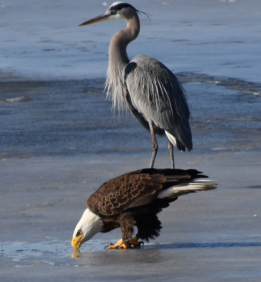 bombay hook national wildlife area, blad eagle, blue heron, ice fishing n delaware, birds of prey, fighting over food, raptor, american bald eagle, delaware, kent county, sussex county, birds of a feather, food competition can be fierce