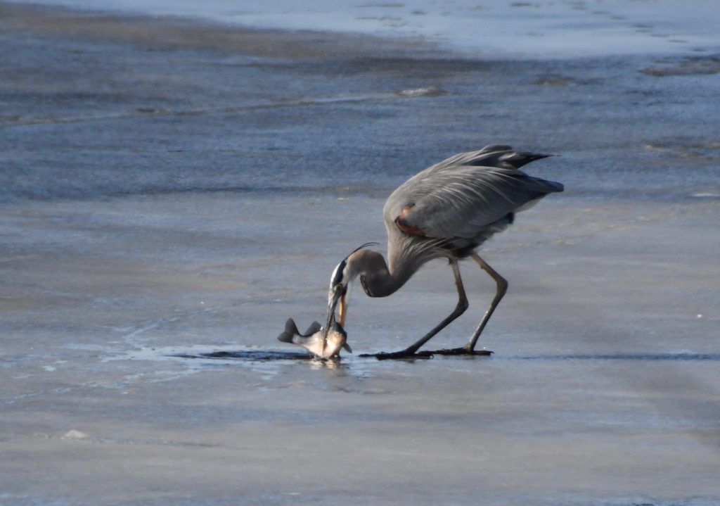 bombay hook national wildlife area, blad eagle, blue heron, ice fishing n delaware, birds of prey, fighting over food, raptor, american bald eagle, delaware, kent county, sussex county, birds of a feather, food competition can be fierce