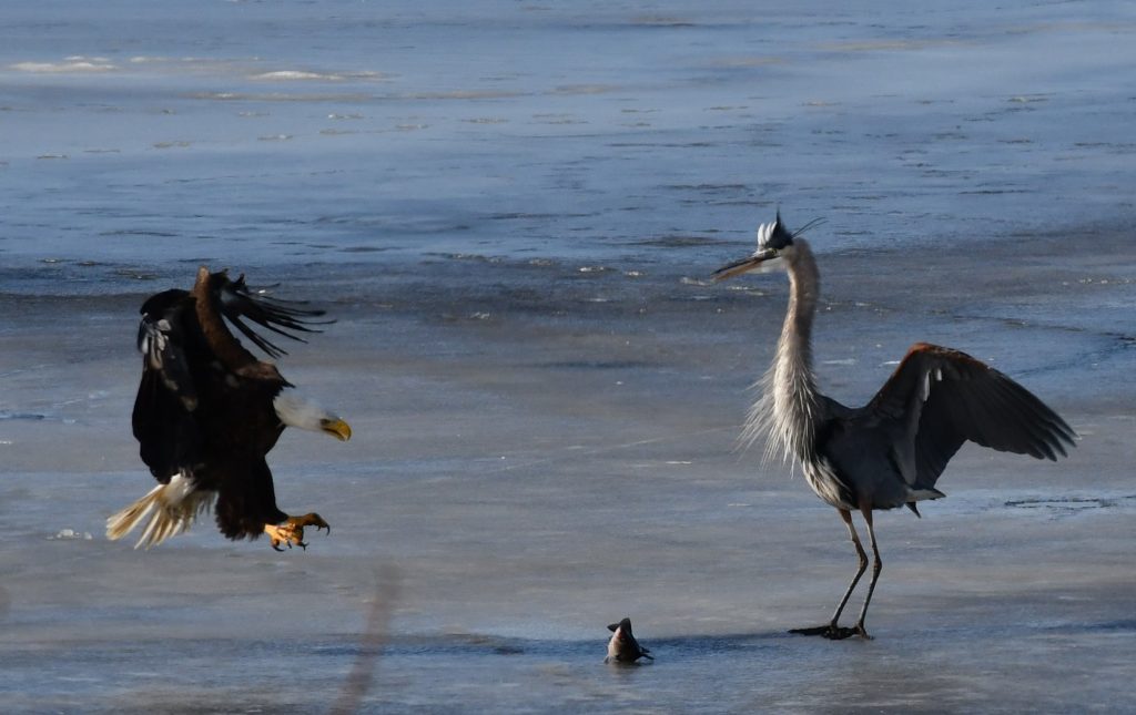 bombay hook national wildlife area, blad eagle, blue heron, ice fishing n delaware, birds of prey, fighting over food, raptor, american bald eagle, delaware, kent county, sussex county, birds of a feather, food competition can be fierce
