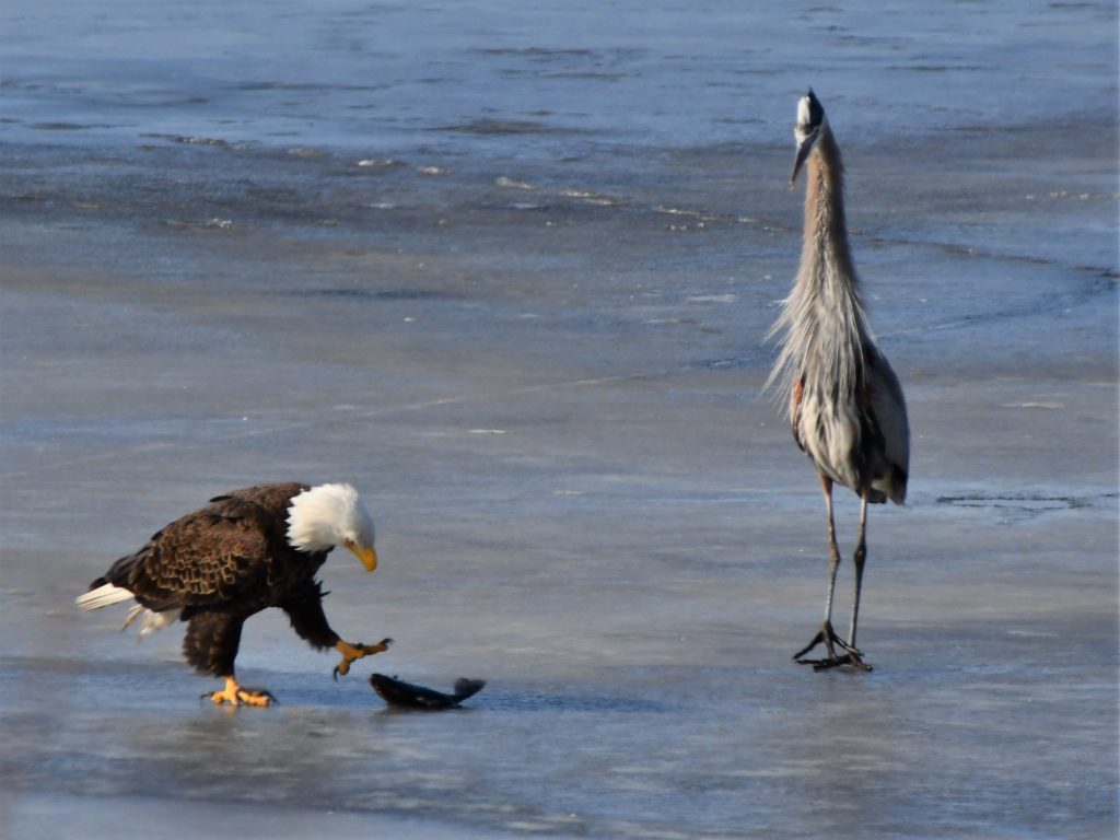 bombay hook national wildlife area, blad eagle, blue heron, ice fishing n delaware, birds of prey, fighting over food, raptor, american bald eagle, delaware, kent county, sussex county, birds of a feather, food competition can be fierce