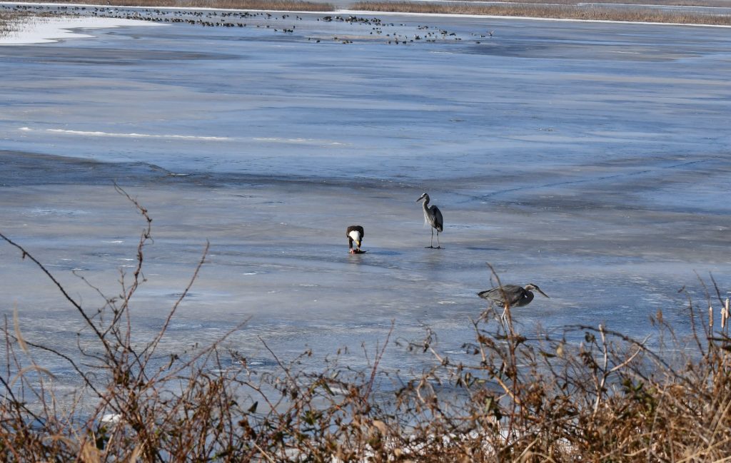 bombay hook national wildlife area, blad eagle, blue heron, ice fishing n delaware, birds of prey, fighting over food, raptor, american bald eagle, delaware, kent county, sussex county, birds of a feather, food competition can be fierce