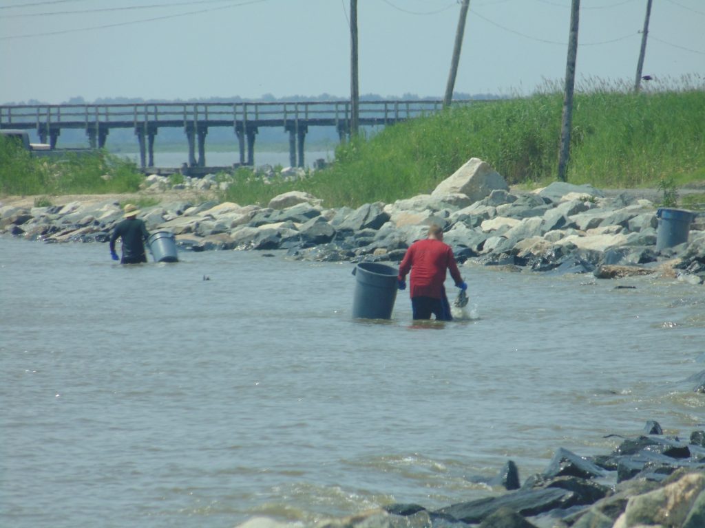 horseshoe crabs, harvesting, port mahon, delaware, kent county