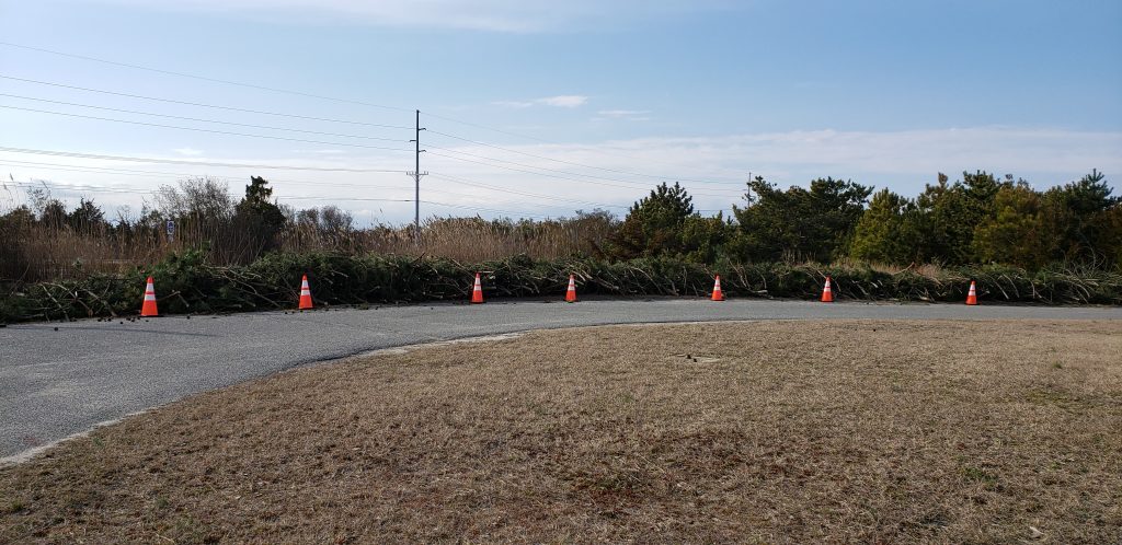 invasive trees, Japanese black pines, delaware seashore state park, cape henlopen state park, route 1, fire watch tower, ghost tower, coastal highway, atlantic ocean