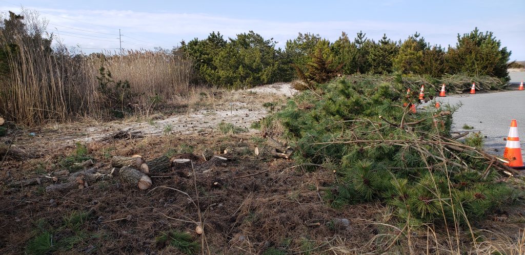 invasive trees, Japanese black pines, delaware seashore state park, cape henlopen state park, route 1, fire watch tower, ghost tower, coastal highway, atlantic ocean