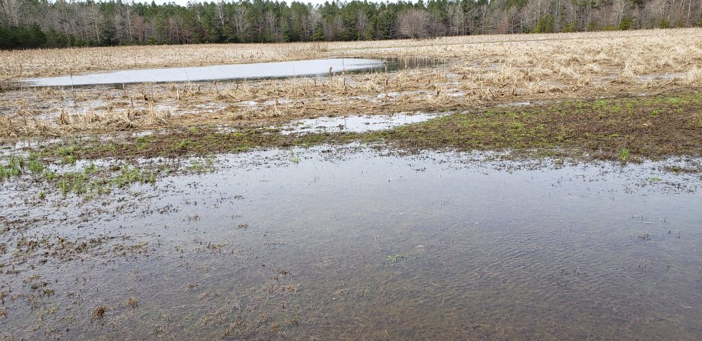 spring peeper, chorus frogs, delaware, sussex county, field ponds,