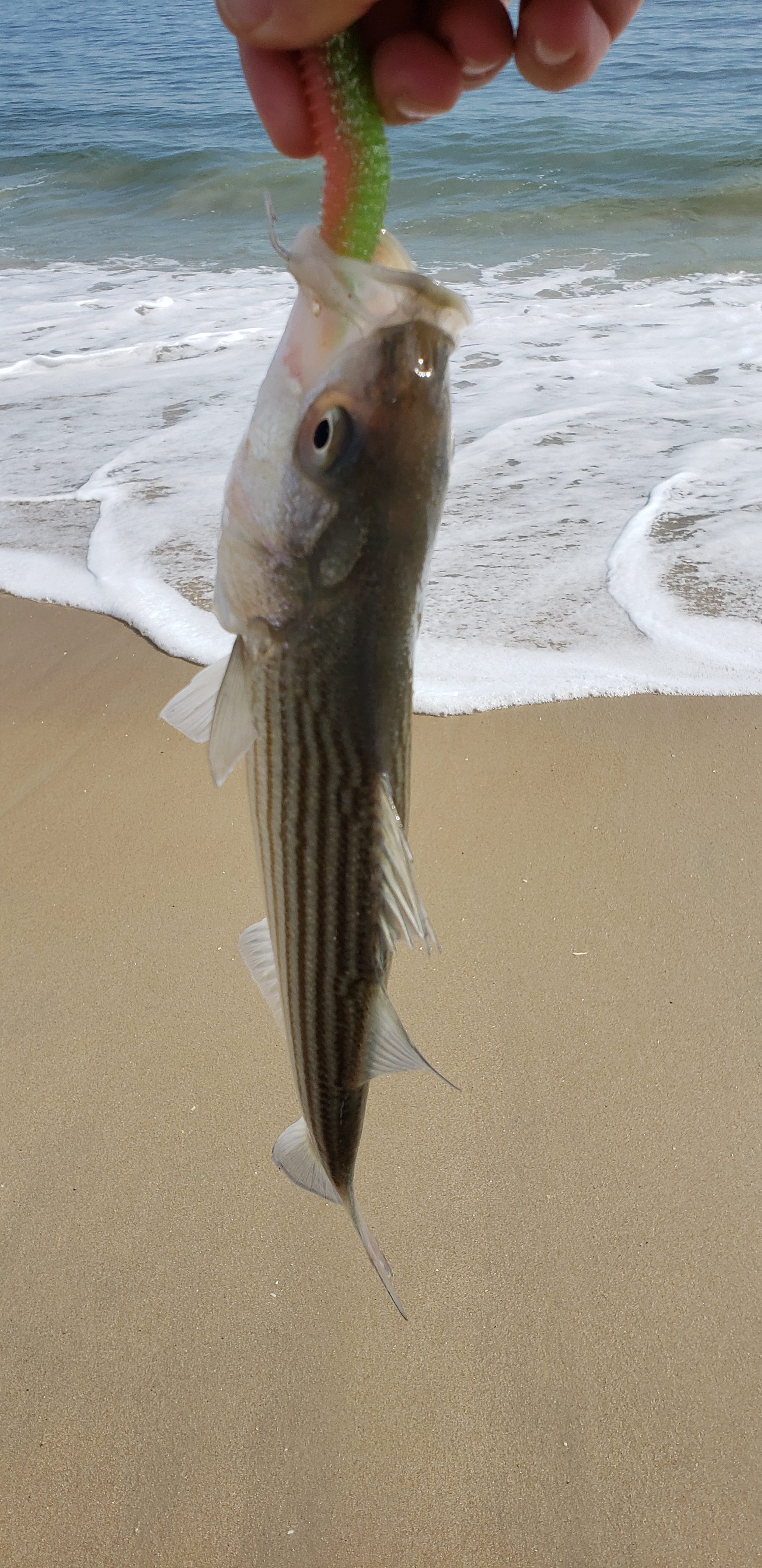 rockfish, striped bass, line sider, delaware seashore state park, 3rs, sussex county, rat wrangling, surf rats, indian river inlet