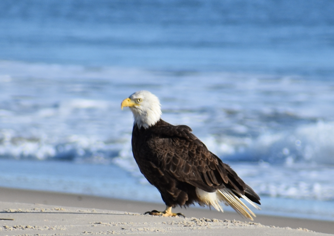 Beach'n Bald Eagle - delaware-surf-fishing.com