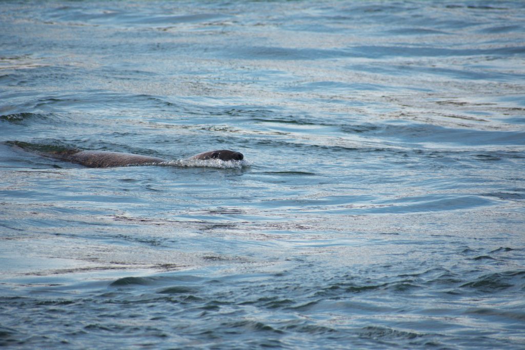 delaware, seal, sussex county, indian river inlet,