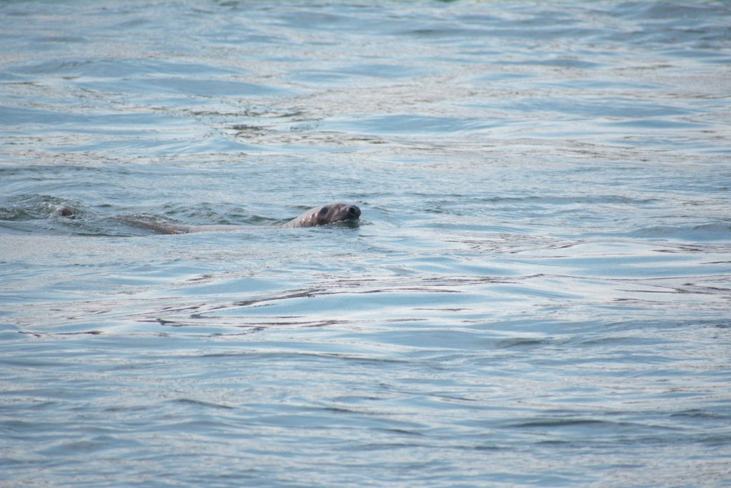 delaware, seal, sussex county, indian river inlet,