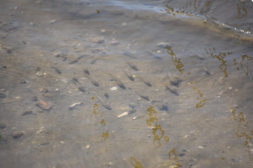 bait fish, mummichug minnows, bull minnows, inland bays, delaware, sussex county, rosedale beach.