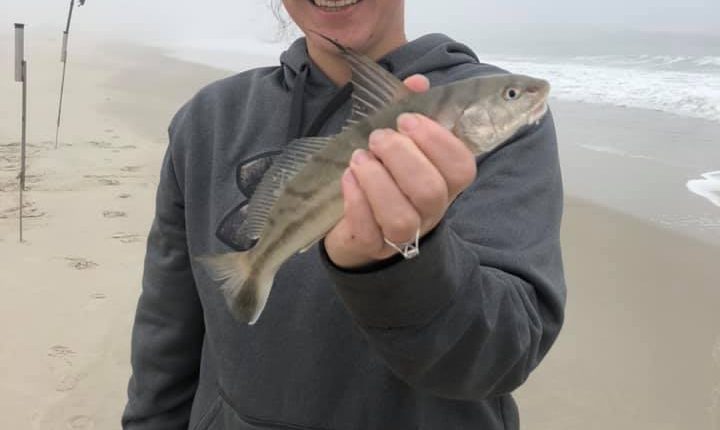 kingfish, assateague island, surf fishing, fishbites, top and bottom rigs