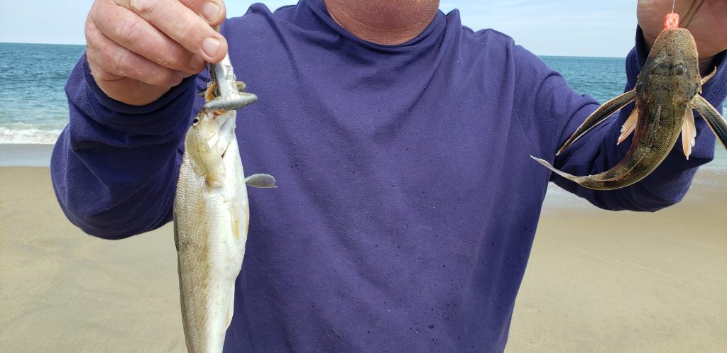 sea robin, kingfish, whiting, surf fishing, delaware, sussex county,