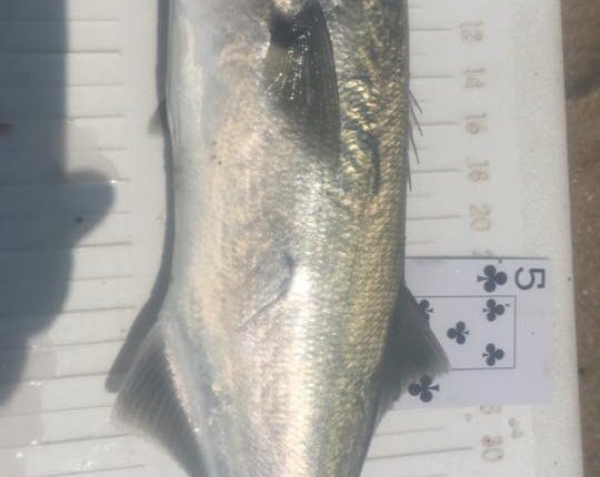 bluefish, dsf summer surf fishing slam series, tournament, surf fishing, delaware, sussex county, beaches, gator blues, yellow eyed devil