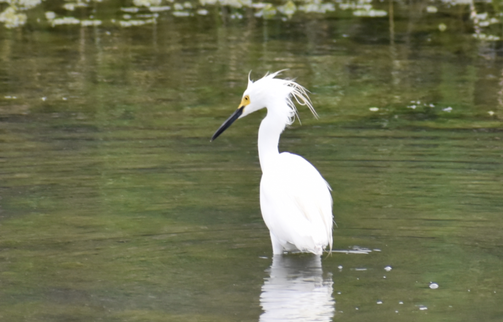 Snowy Egret, "Bad Hair Day", masseys landing, delaware, sussex county, marsh birds, bird watching, long neck, bombay hook,