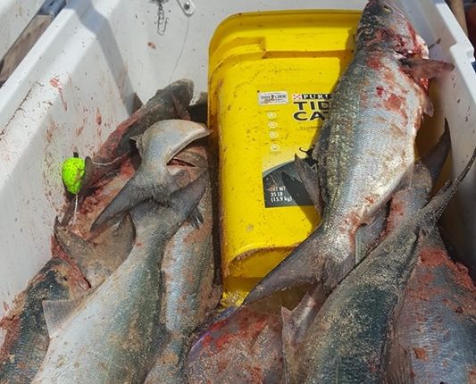 bluefish, delaware, surf fishing, sussex county,
