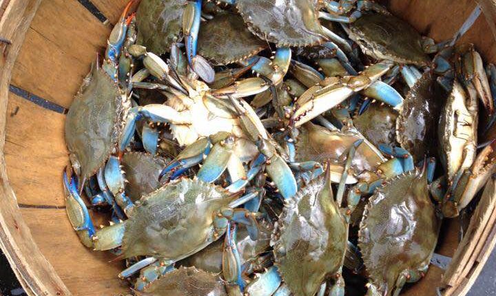 blue claw crabs, inland bays, delaware, sussex county,