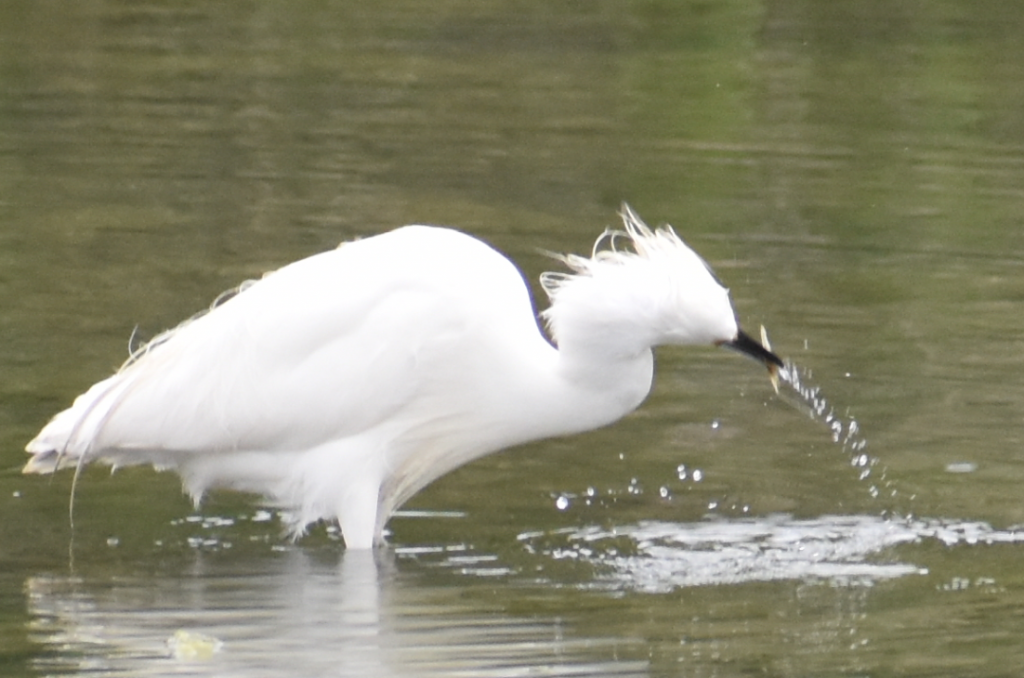 Snowy Egret, "Bad Hair Day", masseys landing, delaware, sussex county, marsh birds, bird watching, long neck, bombay hook,