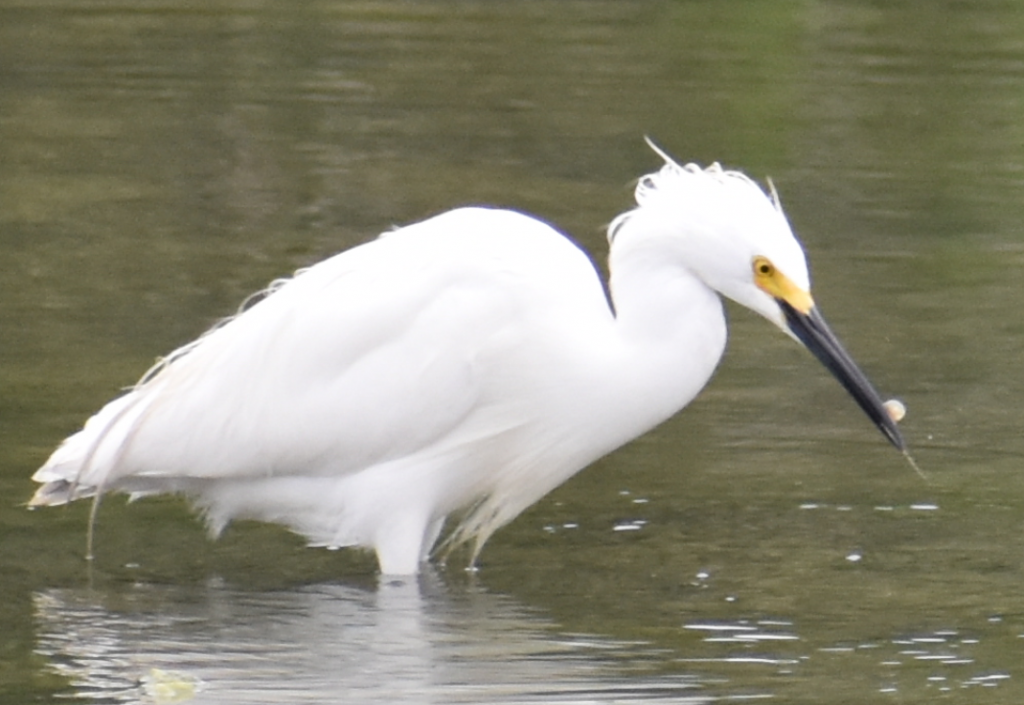 Snowy Egret, "Bad Hair Day", masseys landing, delaware, sussex county, marsh birds, bird watching, long neck, bombay hook,