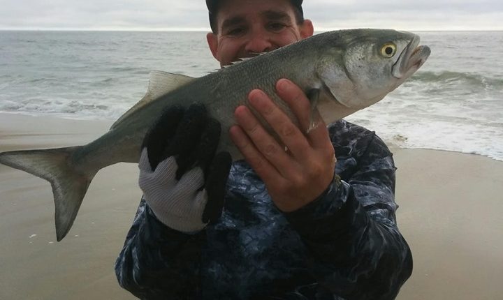 ds custom tackle, mullet rig, modified mullet rig, delaware, sussex county, diamond state custom tackle, local tackle, gear made for anglers by anglers, bluefish, gator blue, yellow eyed devil,