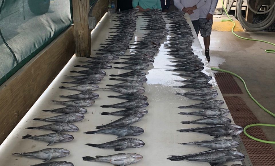 black sea bass, charter boats, delaware, sussex county, lewes,