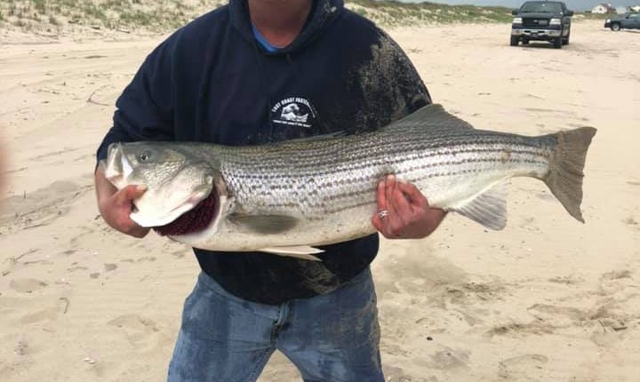striped bass, linesider, rock fish, delaware, sussex county, surf fishing, bunker chunks