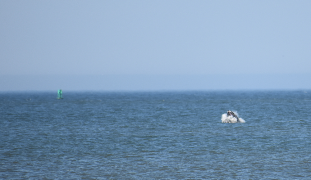 whale watching, delaware, surf fishing, whale breaching, delaware, sussex county