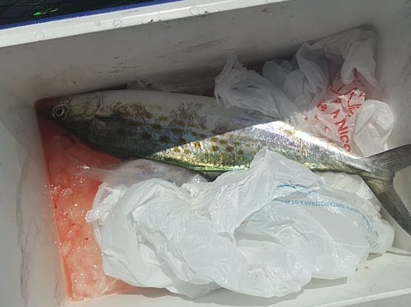 spanish mackerel, indian river inlet, delaware, sussex county, metals, casting for macks, incoming tide