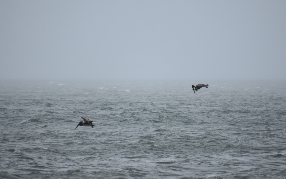 pelican, brown, delaware beaches, sussex county, migratory birds, finding nemo
