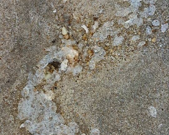 salps, salpa, salpae, delaware, sussex county, clear blobs on the beach