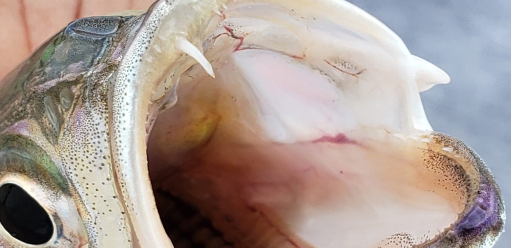 weakfish, delaware state fish, spike trout, sea trout, paper mouth