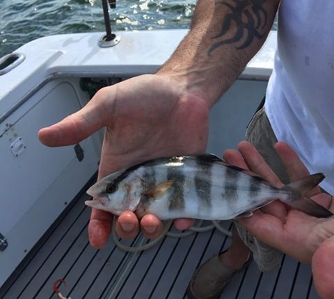 what kind if fish is this, baneded rudderfish