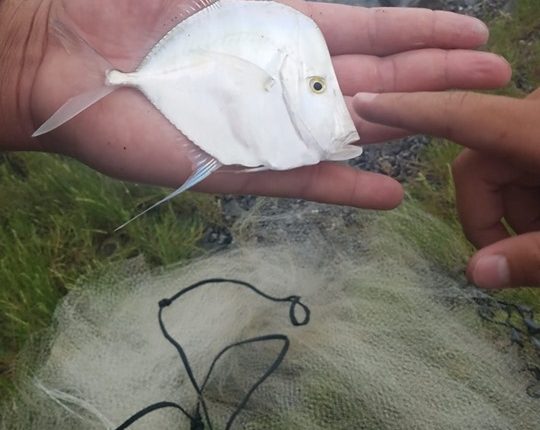 lookdwon, tropical fish in Delaware, sussex county, gulf stream fish,