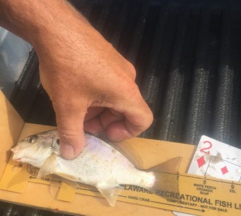 spot, striped bass candy, rockfish candy, delaware, sussex county, surf fishing, yellow bellies