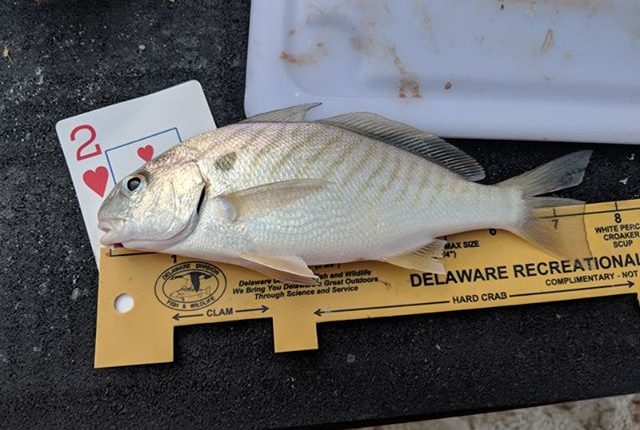 spot, fish, dsf summer surf fishing slam series, sussex county, delaware, fishing tournament,