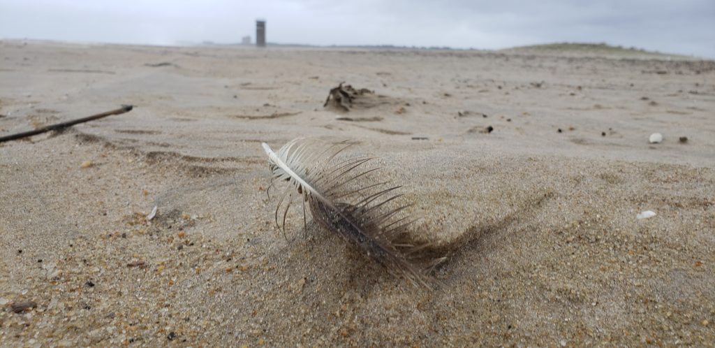 cape henlopen state park, dune making, dune building, wind, feather, fire watch tower, ghost tower, gordons pond, herring point, rehoboth beach