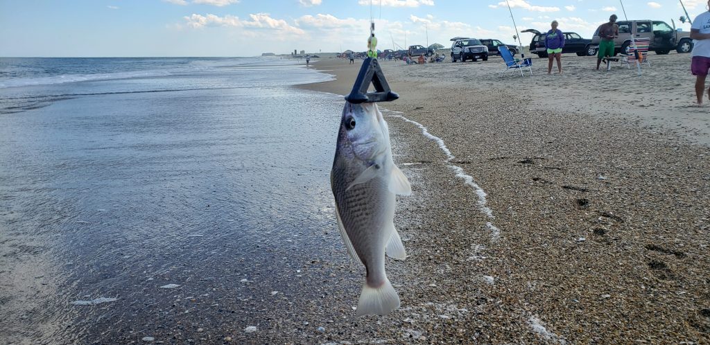 croaker, surf fishing, cape henlopen state park, delaware, sussex county